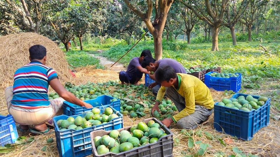 নওগাঁয় লকডাউনের কার‌ণে আম নিয়ে বিপাকে বাগান মালিকরা